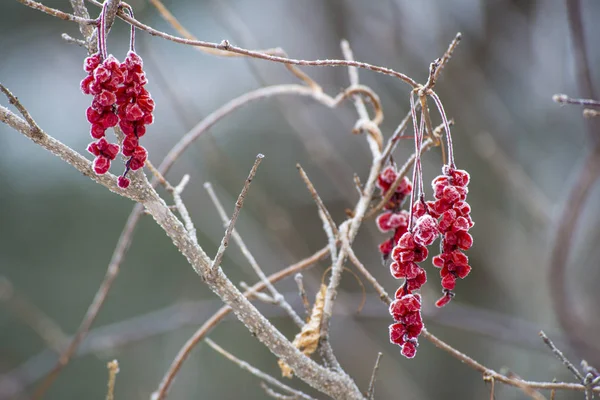 Červené Bobule Klanopraška Mrazu Zimě Lese — Stock fotografie