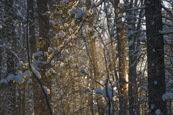 Solig Morgon Strålar Skogen Vinter — Stockfoto