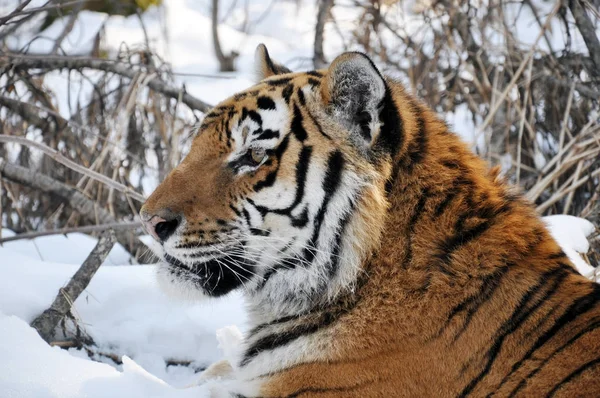 Amur Tiger Snön Stockbild
