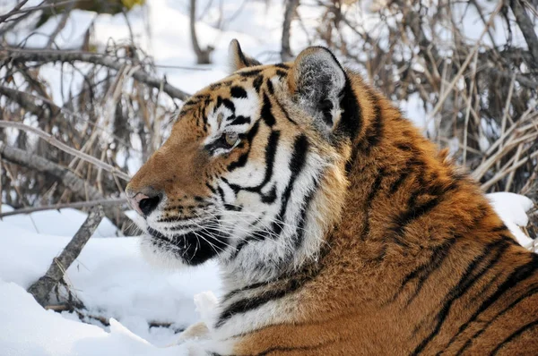 Amur Tijger Sneeuw Stockafbeelding