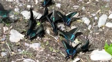 Siyah swallowtail kelebek içecek su yerden