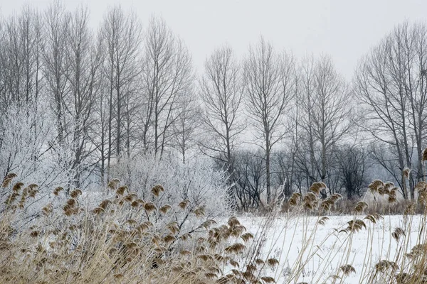 Floresta Inverno Geada — Fotografia de Stock