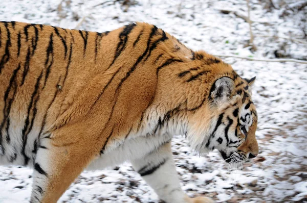 Amur Tigre Nieve — Foto de Stock