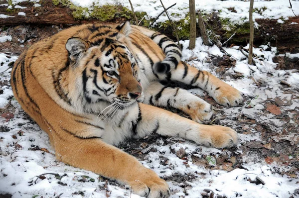 Amur Tygr Sněhu — Stock fotografie