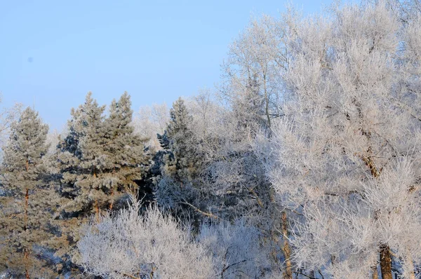 Branches White Frost Winter — Stock Photo, Image