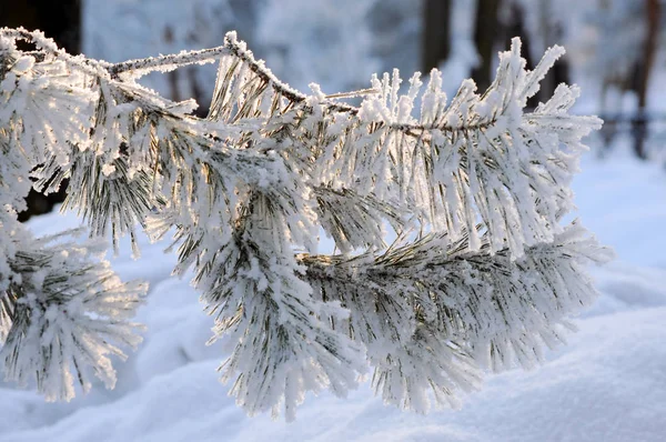 Filialer Vit Frost Vintern — Stockfoto