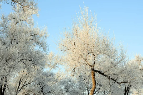 Branches White Frost Winter — Stock Photo, Image