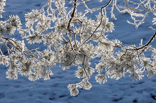 分枝在白色霜在冬天 — 图库照片