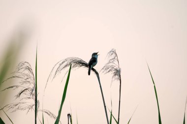 Yaz aylarında bir dalda oturan orman alanı-a kuş