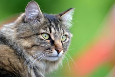 Siberian kedi yakın çekim portresi