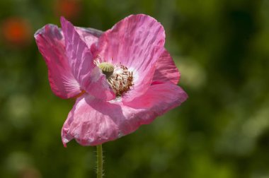 Bir yaz alanda kırmızı haşhaş