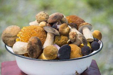 Bir sürü yabani mantar ormandan toplanan