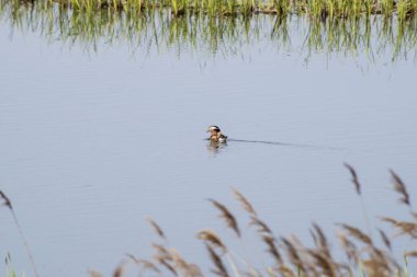 Mandarin ördeği gölde yüzüyor