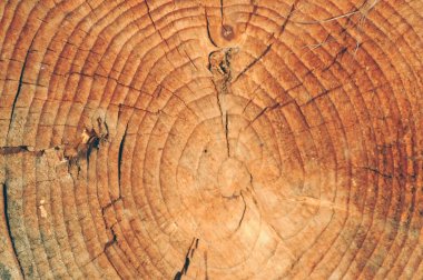 Kesik ağaç gövdesinin ahşap dokusu