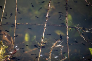 Kurbağa yavrularını Orman Gölü su
