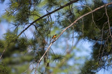 Yaz aylarında bir dalda oturan orman alanı-a kuş