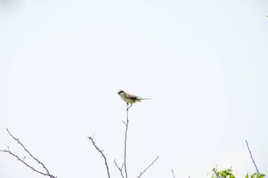 Bir dalı gökyüzü üzerinde oturan orman kuş