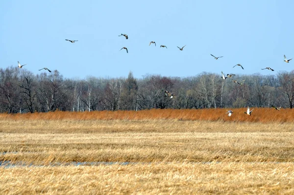 Una Bandada Patos Salvajes Sobre Campo — Foto de Stock