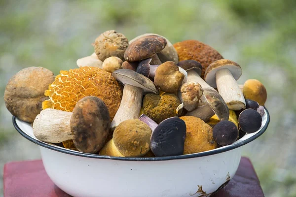 Bir sürü yabani mantar ormandan toplanan