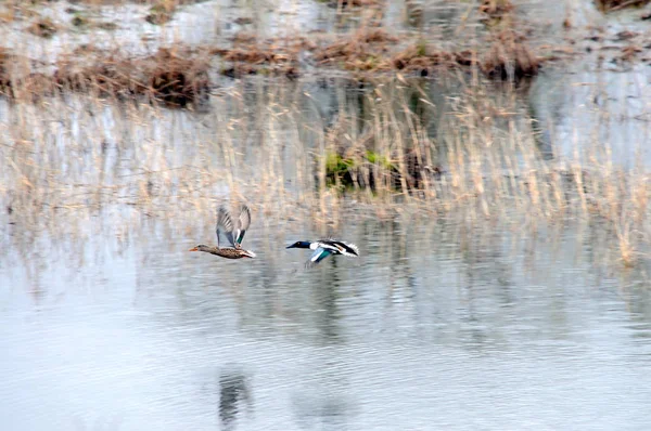 Par Patos Salvajes Plumaje Cría Volando Sobre Lago — Foto de Stock