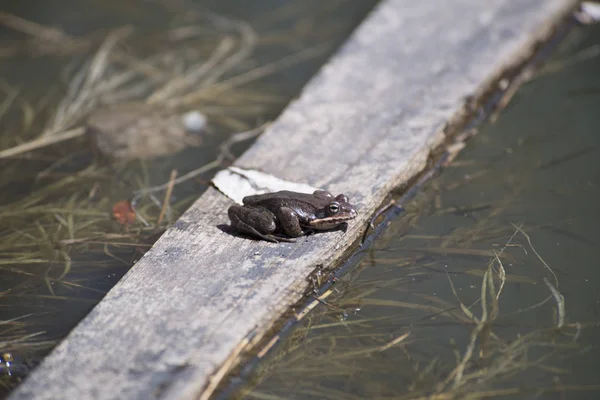 Sapo Senta Local Lago Época Acasalamento Primavera Esperando Por Parceiro — Fotografia de Stock