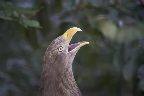 獲物の鳥のくちばしと頭します — ストック写真