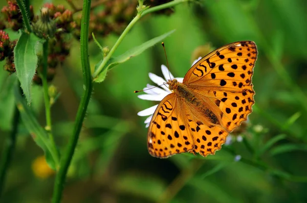 Beyaz Çiçek Üzerinde Kahverengi Kelebek — Stok fotoğraf
