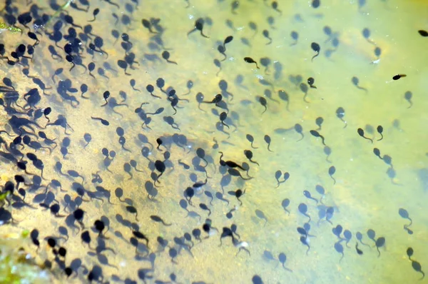Böcek Kurbağa Yavrularını Orman Gölü Measurer — Stok fotoğraf