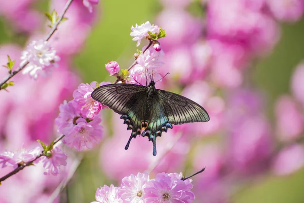 Bahar Kiraz Çiçekleri Nektarı Içmek Için Siyah Swallowtail Uçar — Stok fotoğraf