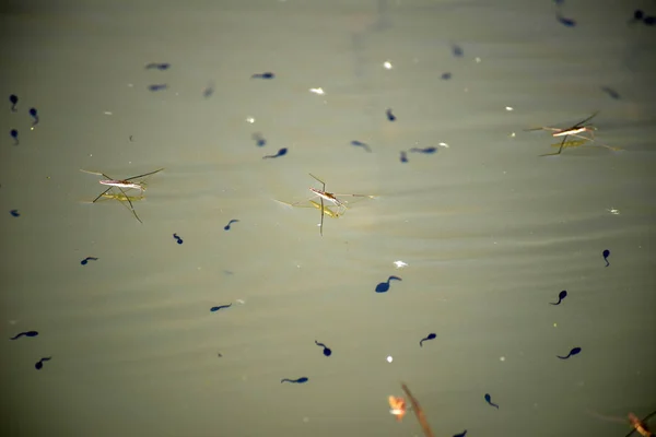 Insekt Wassermessgerät Und Kaulquappen Wasser Waldsee — Stockfoto