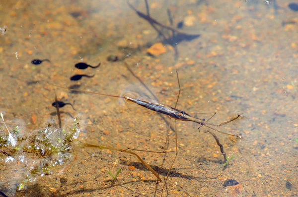 Insecto Primer Medidor Agua Renacuajos Agua Lago Del Bosque —  Fotos de Stock