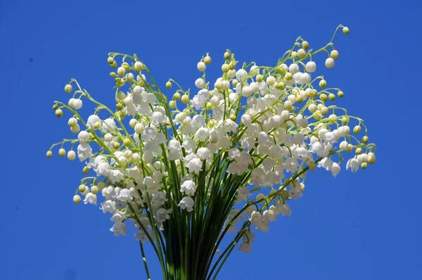 Lily of the valley bouquet on the background of blue sky