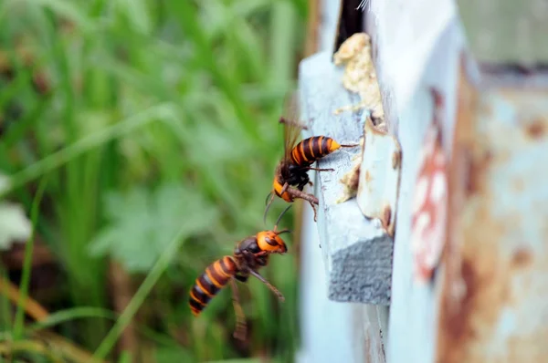 Hornets Attacking Bee Hive — Stock Photo, Image