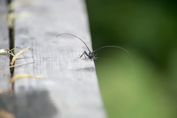 Uzun Bıyık Görünümü Ile Siyah Longhorn Böceği Objektifin Içine Yakın — Stok fotoğraf