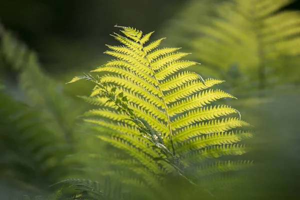 Frischer Grüner Farn Lässt Die Natur Hinter Sich — Stockfoto