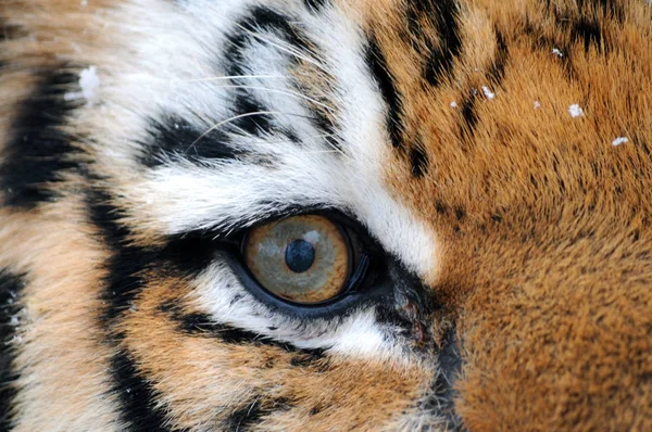 Eye Siberian Tiger Close View Lens — Stock Photo, Image