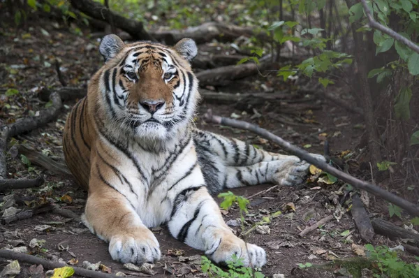 Sibiřský Tygr Létě Lesní Odpočívá Při Pohledu Objektivu — Stock fotografie