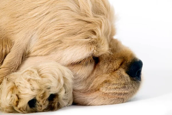 Puppy hondje slapen — Stockfoto