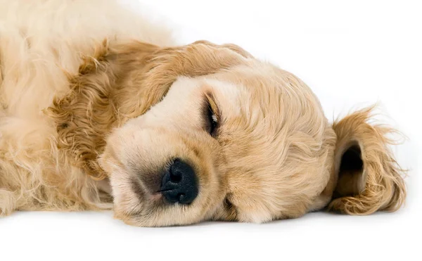 Cachorro dormido perro — Foto de Stock