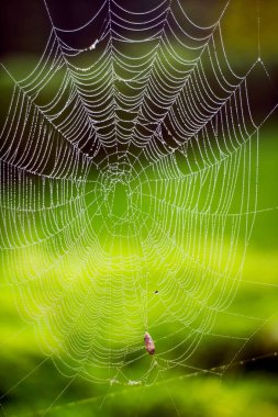 Örümcek web, yeşil doğa arka plan
