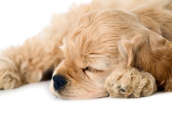 Puppy hondje slapen — Stockfoto