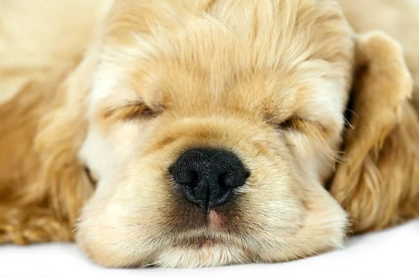 Cachorro dormido perro — Foto de Stock