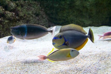 Büyük bir akvaryumda renkli balıklar