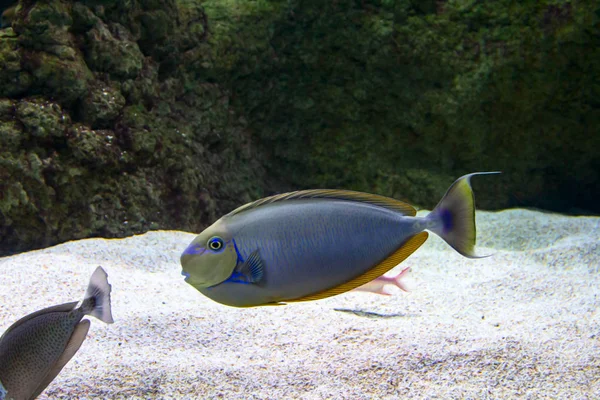 Büyük Bir Akvaryumda Renkli Balıklar — Stok fotoğraf