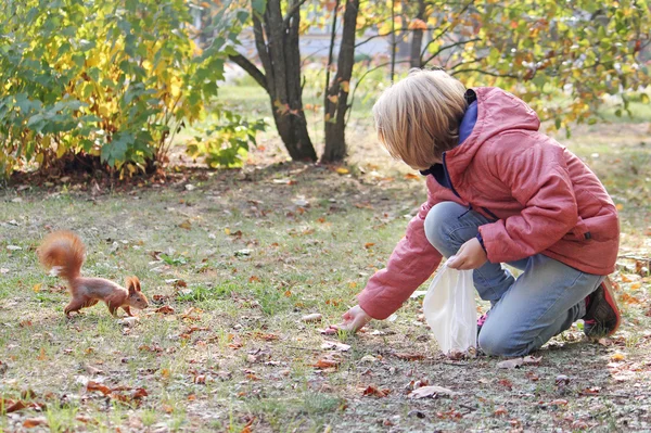 Child girl feeds a squirrel with nuts in autumn park — Stock Photo, Image