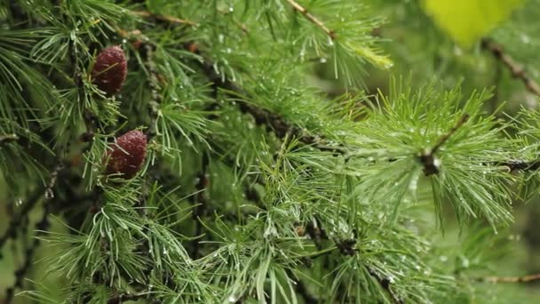 Rama de pino verde con los conos jóvenes después de la lluvia. Fondo natural . — Vídeo de stock