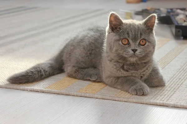 Cute kitten British cat lying on a rug in the apartment — Stock Photo, Image