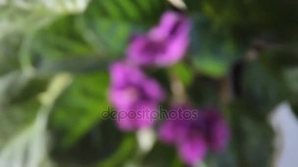 Flowers purple violets close-up — Stock Video