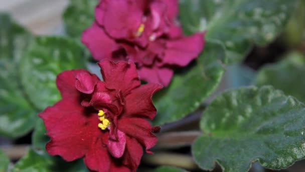 Flowers purple violet close-up. — Stock Video