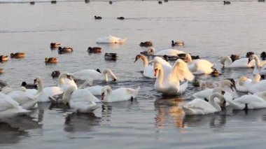 Beyaz Kuğu ve ördekler Nehri üzerinde. Kapak kuşlar kanatlarını ve tüyleri bakıp.